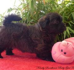 Foto 4 van de pups