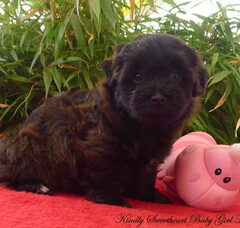 Foto 5 van de pups