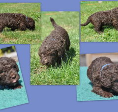 Foto 3 van de pups