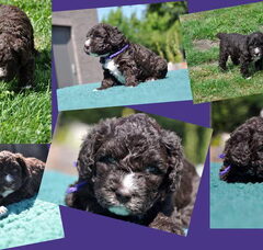 Foto 4 van de pups