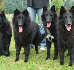 Foto 2 van groenendaelkennel van Hof ter Brughe