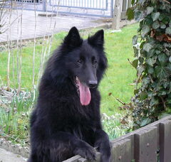 Foto 3 van groenendaelkennel van Hof ter Brughe