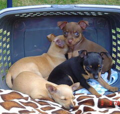 Foto 2 van de pups