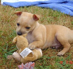 Foto 3 van de pups