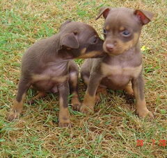 Foto 4 van de pups