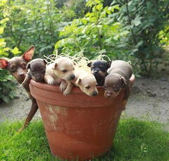 Foto 5 van de pups