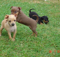 Foto 6 van de pups
