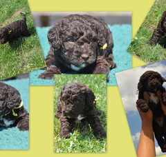 Foto 5 van de pups