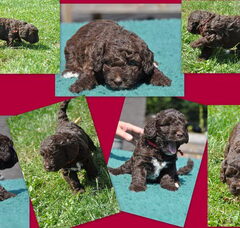 Foto 6 van de pups