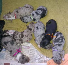 Foto 7 van de pups