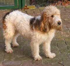 Foto 4 van Kennel van de Viersenhoeve