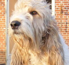 Foto 5 van Kennel van de Viersenhoeve