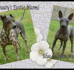 Foto 4 van de pups