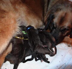 Foto 2 van de pups
