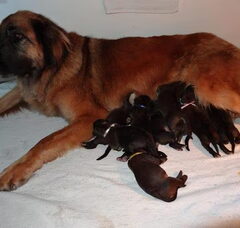 Foto 3 van de pups