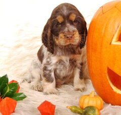 Foto 3 van de pups