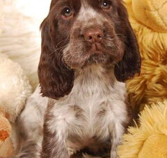 Foto 4 van de pups