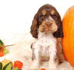 Foto 5 van de pups
