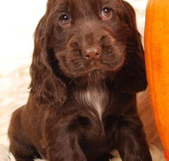 Foto 6 van de pups