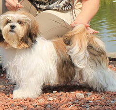 Foto 3 van Destination of Love, Lhasa apso kennel