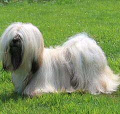 Foto 4 van Destination of Love, Lhasa apso kennel