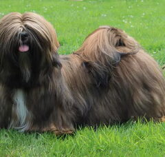 Foto 6 van Destination of Love, Lhasa apso kennel