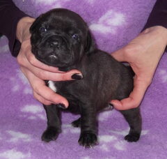 Foto 2 van de pups