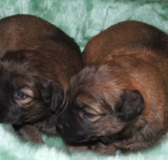 Foto 2 van de pups
