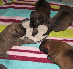 Foto 3 van de pups