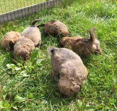 Foto 4 van de pups