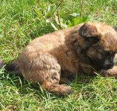Foto 5 van de pups