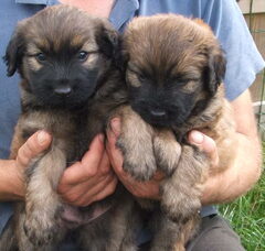 Foto 6 van de pups