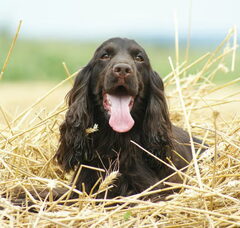 Foto 2 van * Stand Your Ground * English Cocker Spaniel and Staffordshire Bull Terrier