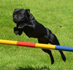 Foto 4 van * Stand Your Ground * English Cocker Spaniel and Staffordshire Bull Terrier
