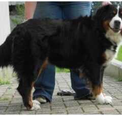 Foto 2 van de pups