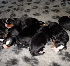 Foto 3 van de pups