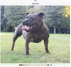 Foto 2 van Fuerzastaffs