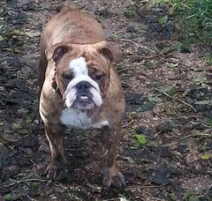 Foto 2 van king of the hill