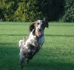 Foto 2 van Kennel van de Dennenstaete