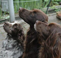 Foto 3 van Kennel van de Dennenstaete