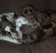 Foto 4 van Kennel van de Dennenstaete
