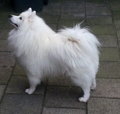Foto 2 van de pups