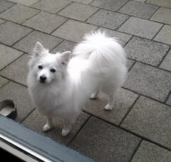 Foto 3 van de pups