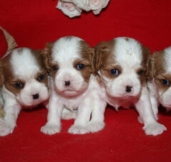 Foto 2 van de pups