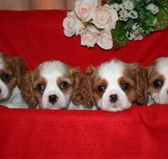 Foto 3 van de pups