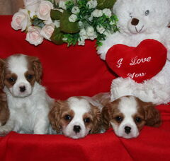 Foto 4 van de pups