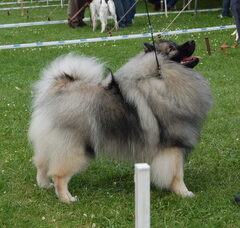 Foto 3 van grijze keeshonden Van het Earlskamp