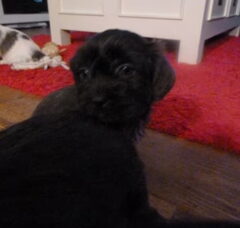 Foto 2 van de pups