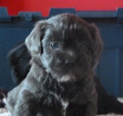 Foto 3 van de pups