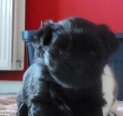 Foto 4 van de pups